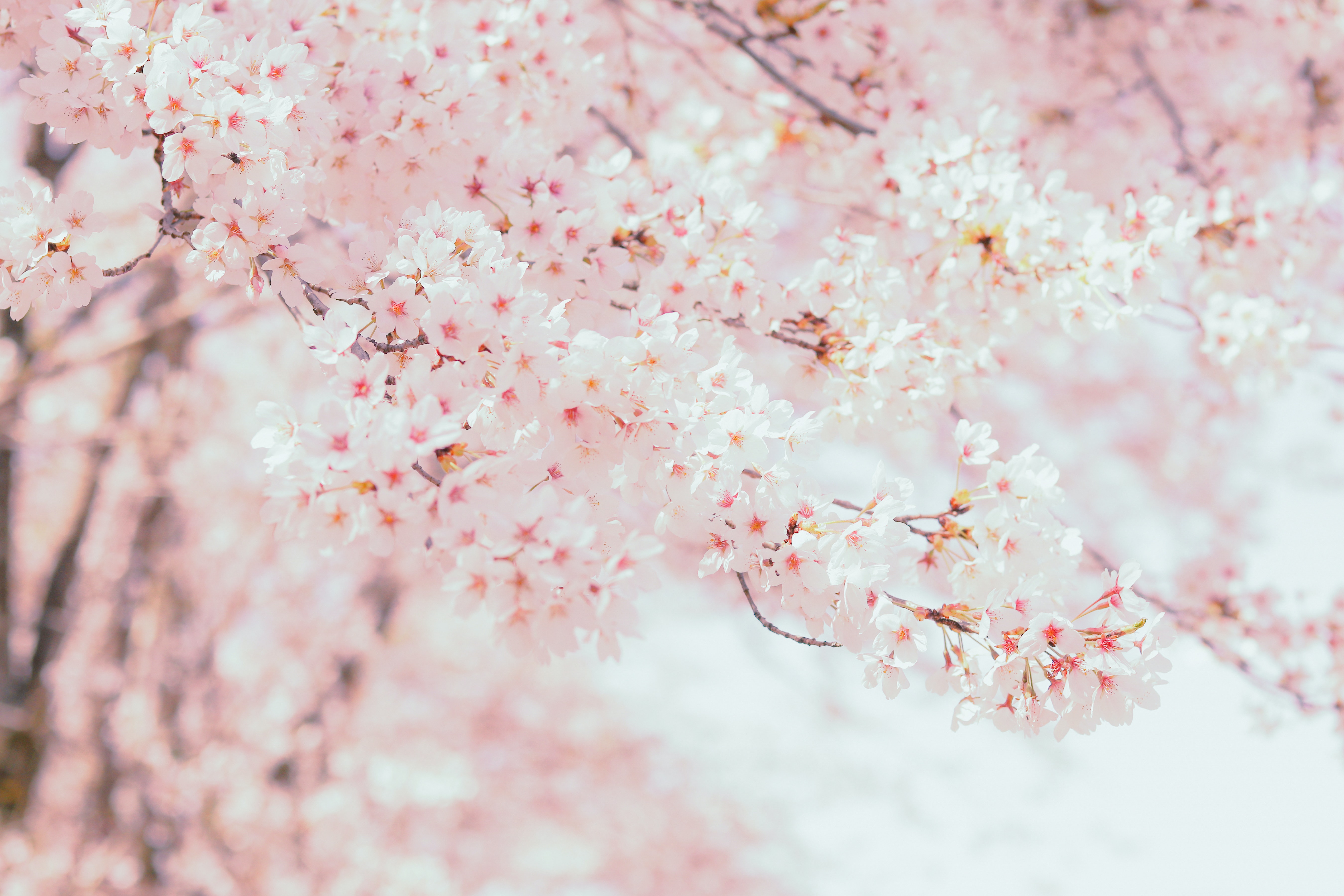 cherry blossom flower