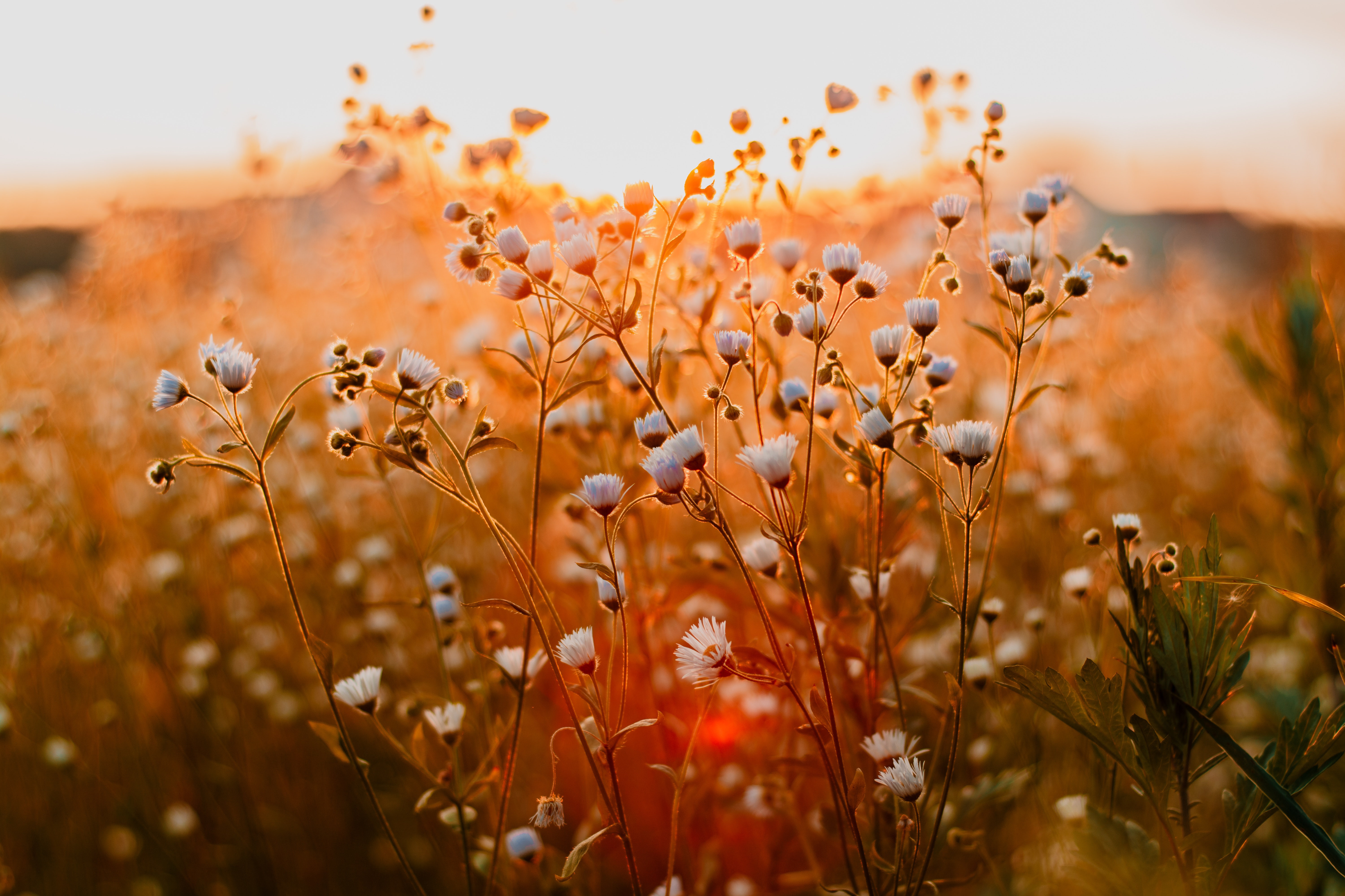 Baby's Breath FlowerS