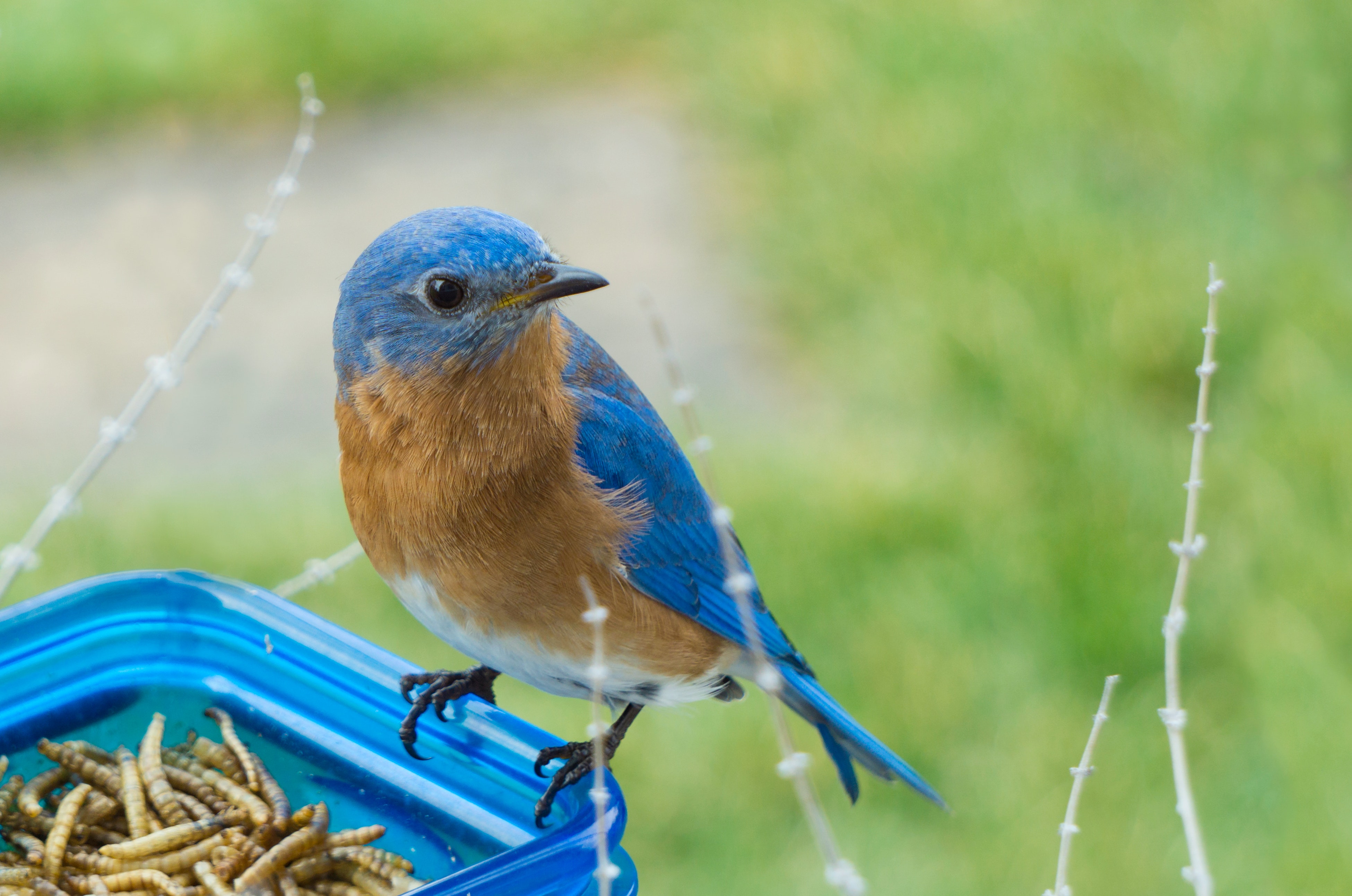 eastern blue bird 