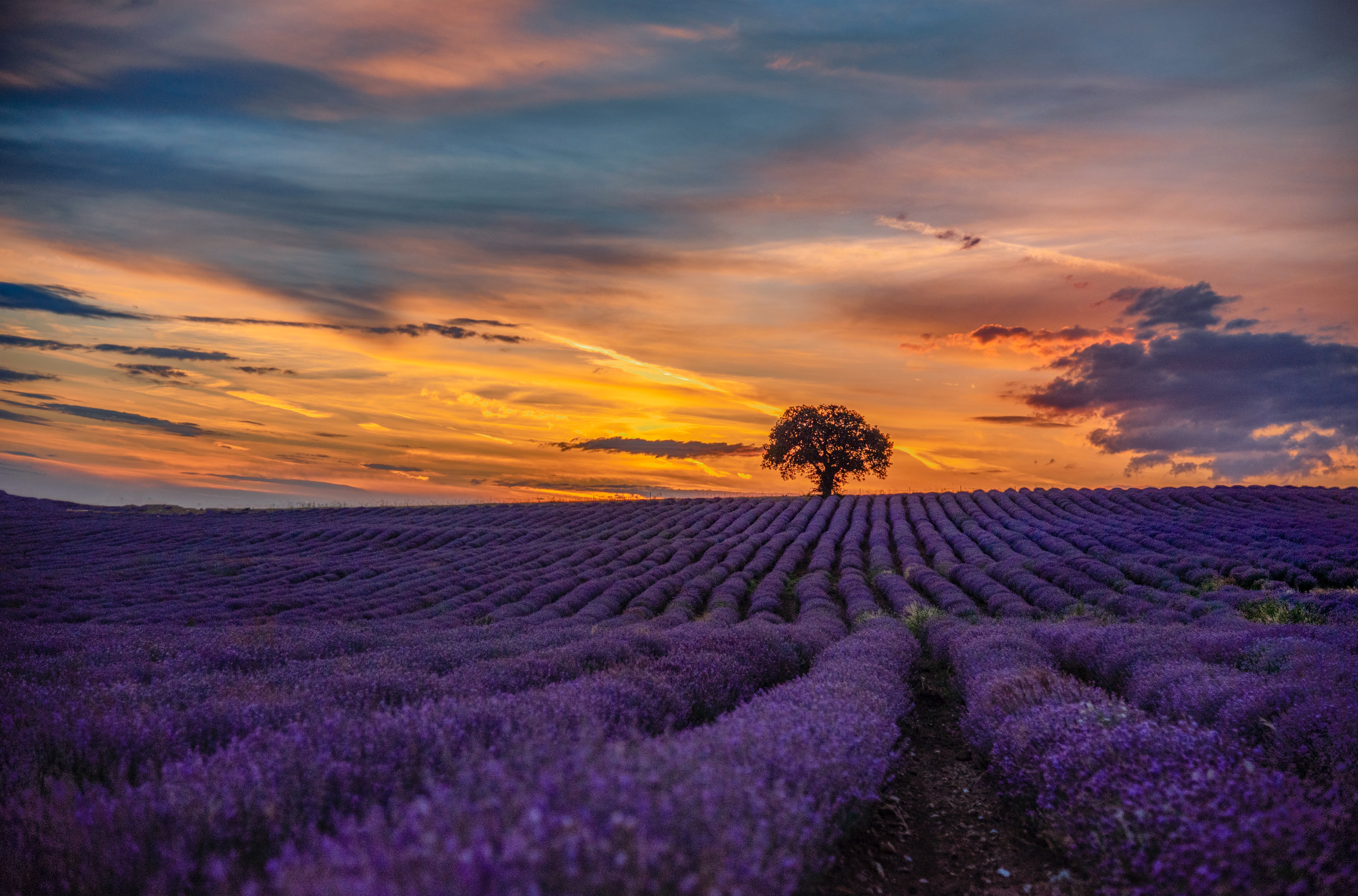 Lavender Route