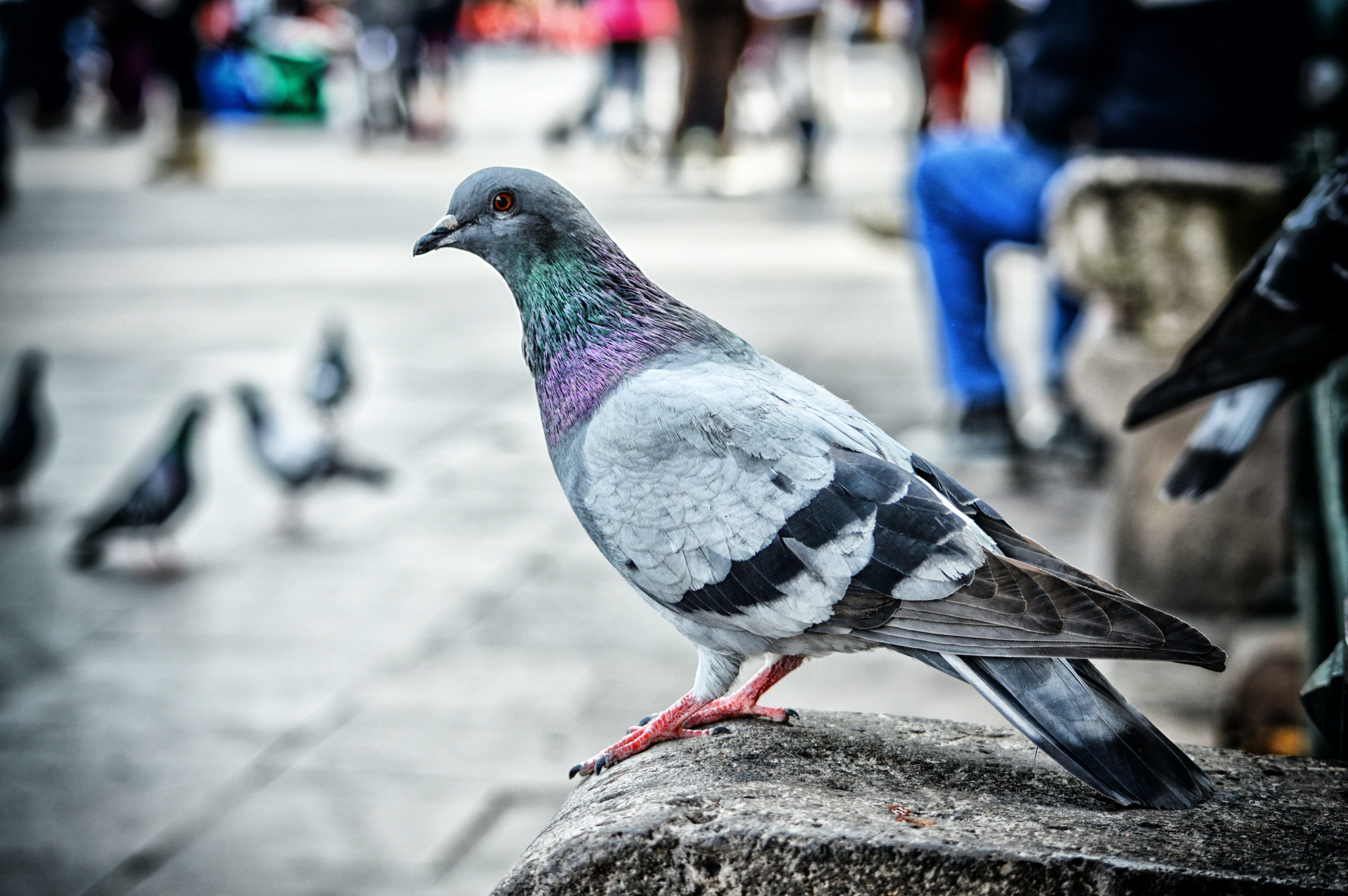 beautiful Pigeon